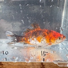 墨和金 銀鱗墨和金 変わり和金 金魚 ⑧の画像