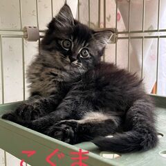 7月13日㈰　保護猫譲渡会に出場予定です　こぐま(キジトラ…