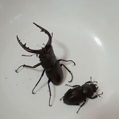 クワガタ3種類８匹1000円の画像