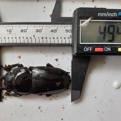 オオクワガタ　ペアの画像