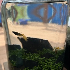メダカ水槽　サタン5匹　水草水槽　セットの画像