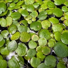 水草　アマゾンフロッグピットの画像
