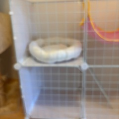 子猫用ゲージの画像