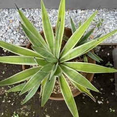 アガべ　リュウゼツラン　大型　鉢つきの画像