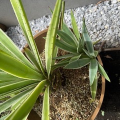 アガべ　リュウゼツラン　大型　鉢つきの画像