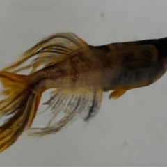 🐟【菊虎】稚魚10匹🐟　メダカ　めだかの画像