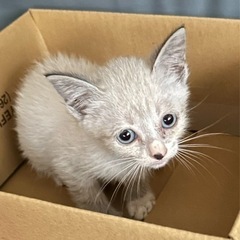 再募集　オス子猫１匹（皮膚真菌感染治療中）画像更新