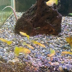 熱帯魚ゴールドグッピーの画像