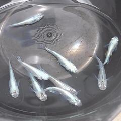 幹之(みゆき)メダカMix　幼魚30匹の画像