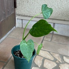 クワズイモ　観葉植物の画像