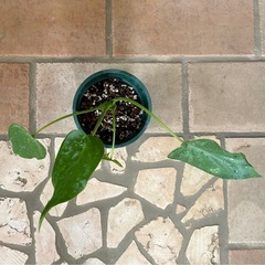 クワズイモ　観葉植物の画像