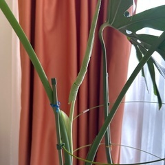 モンステラ観葉植物🪴の画像