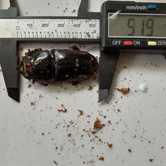 オオクワガタ　ペアの画像