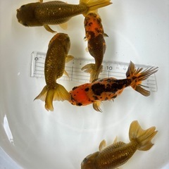 金魚 ★江戸錦 5匹‪セット★   約8～12cm の画像