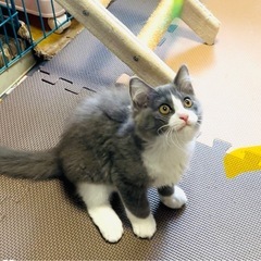 猫空✈️子猫シリーズ❣️ノルウェー🇳🇴ジャンmixのゴージ…