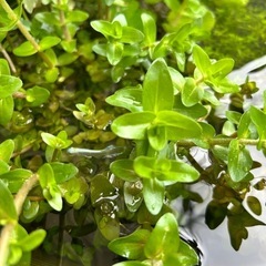 水草 ウォーターパコパ