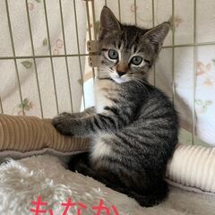 7月13日㈰　保護猫譲渡会に出場予定です　もなか♀