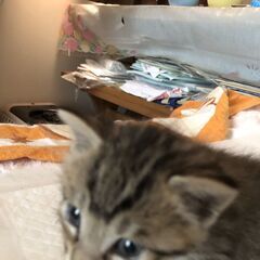 もうすぐ1ヶ月の子猫ちゃん
