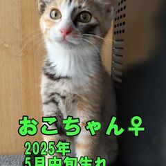 7月13日㈰　保護猫譲渡会に出場予定です　おこちゃん♀