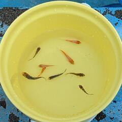 鯉の稚魚4匹お譲りします