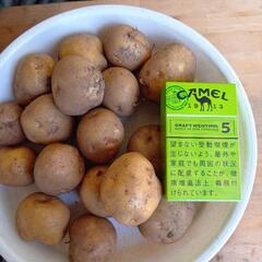 本日掘りました！じゃがいも小サイズ　1㌔　おまけ付きの画像