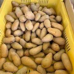 じゃがいも詰め放題^_^の画像
