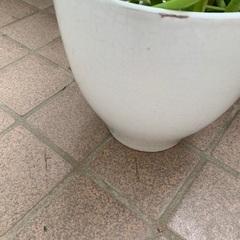 🪴ガーデニング　白い鉢の画像