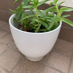🪴ガーデニング　白い鉢の画像