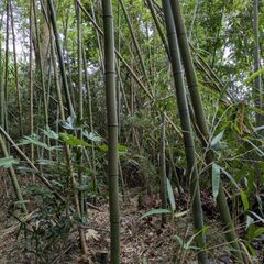 竹の画像