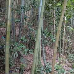 竹の画像