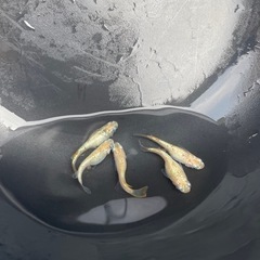 メダカ スズラン １匹５０円の画像