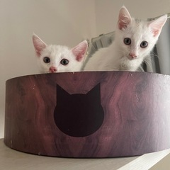 3か月のかわいい白いニャンズ