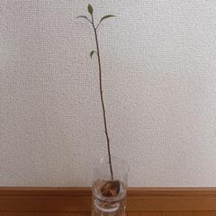 宮崎県産アボカドの苗の画像
