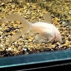 水槽　アクアリウム　コリドラス　の画像