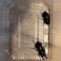 クワガタ　オス、メスセットの画像