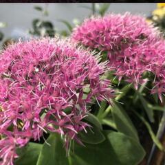 セダム苗　ベンケイソウ2株！の画像