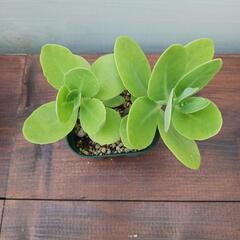 セダム苗　ベンケイソウ2株！の画像