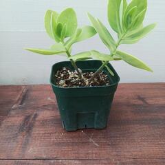 セダム苗　ベンケイソウ2株！の画像