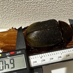 ヘラクレスオオカブト　成虫　ペア　後食済みの画像