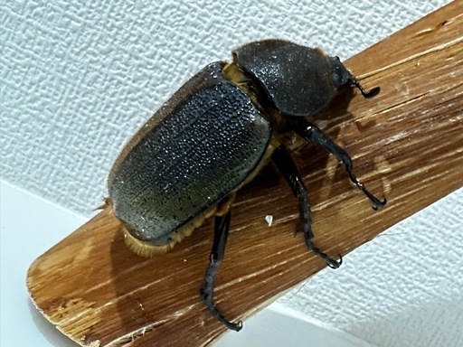 ヘラクレスオオカブト　成虫　ペア　後食済み