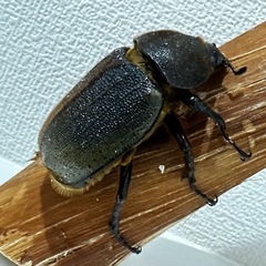ヘラクレスオオカブト　成虫　ペア　後食済みの画像