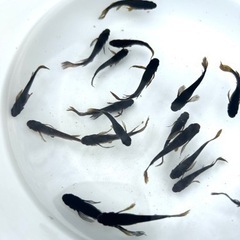 [ブラックキング] お譲りいたしますの画像
