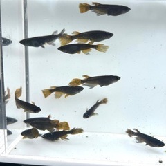[ブラックキング] お譲りいたしますの画像