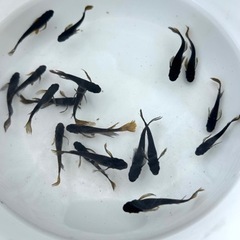 [ブラックキング] お譲りいたしますの画像