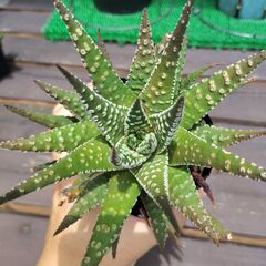 ハオルチア・パイプの煙①の画像