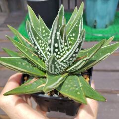ハオルチア・天使の泪①の画像