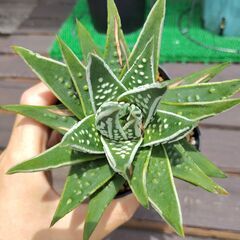 ハオルチア・天使の泪①の画像
