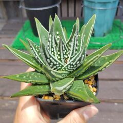 ハオルチア・天使の泪①の画像