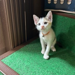 アイラインが魅力の美しい三毛猫