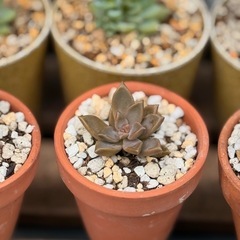 観葉植物　小さな多肉植物　1点330円　2号の鉢付きの画像